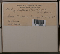 Fuligo septica image